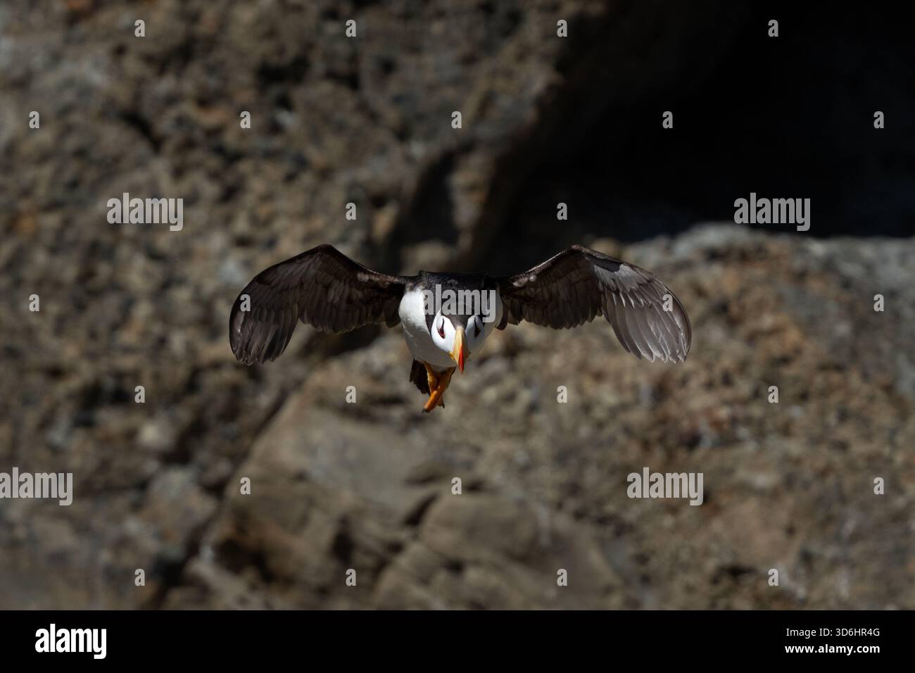 Puffin con le corna dopo aver lasciato la scogliera e volato direttamente verso la telecamera Foto Stock