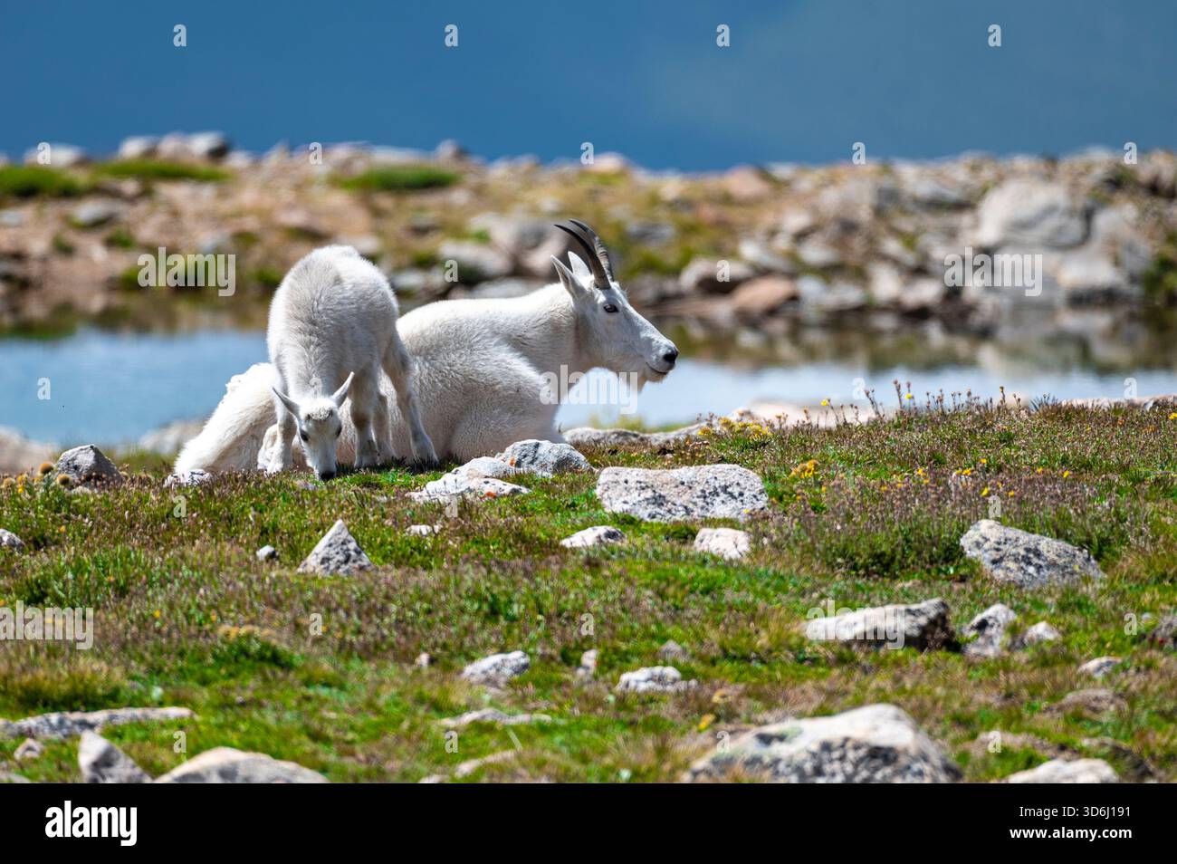 Capre di White Mountain che riposano accanto a un lago di cristallo in una scena di prato alpino roccioso Foto Stock
