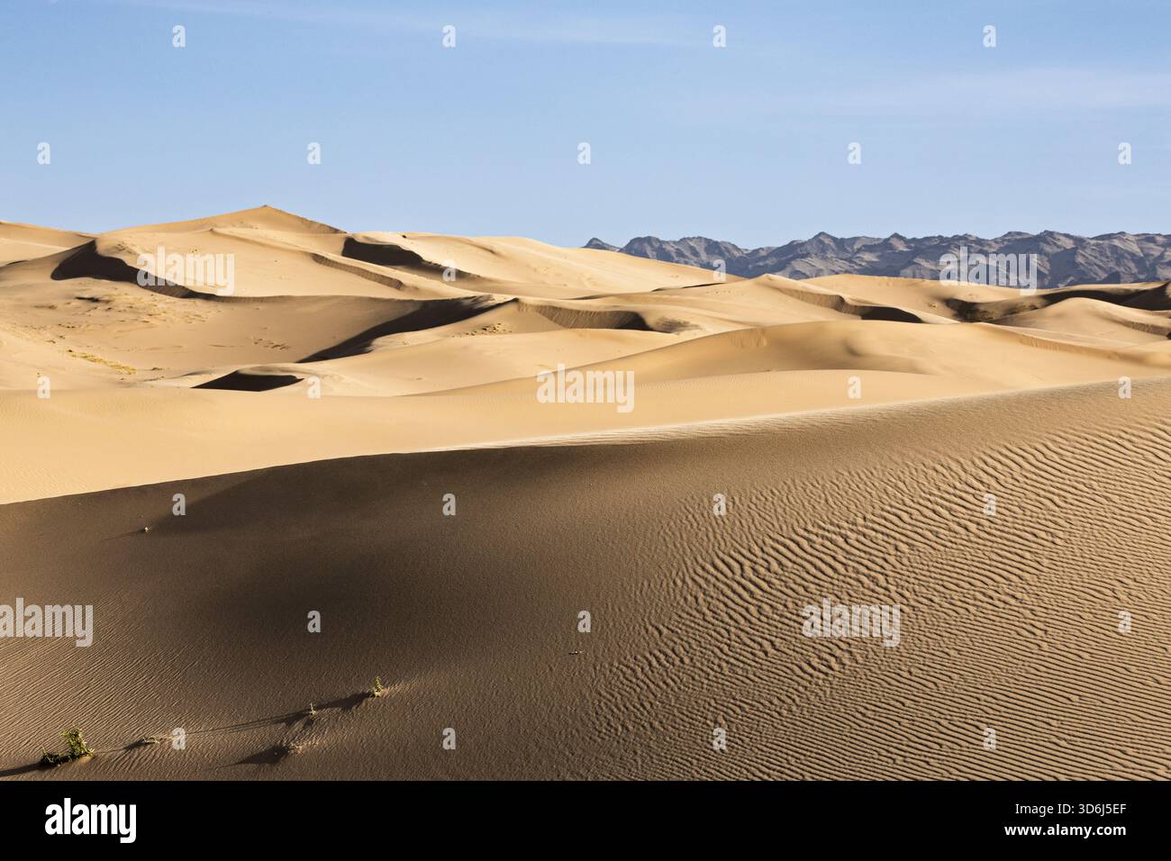 Le dune di sabbia di Khongor nel deserto del Gobi in Mongolia, note anche come "dune cantanti". Un vasto paesaggio di enormi dune dorate. Foto Stock