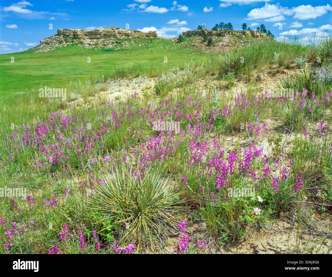 fiori selvatici e contrafforti nella prateria vicino a sumatra, montana Foto Stock