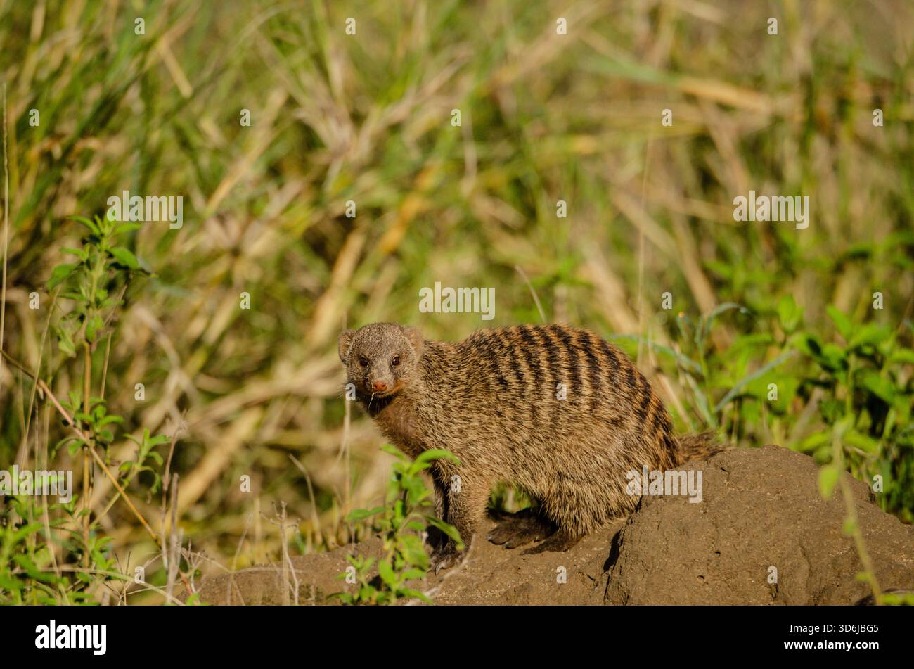 Banded Mongoose (Mungos mungo) in Tanzania, Africa Foto Stock