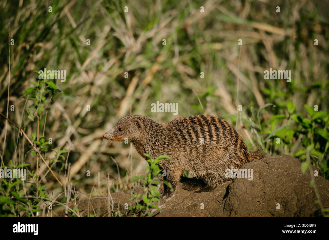 Banded Mongoose (Mungos mungo) in Tanzania, Africa Foto Stock
