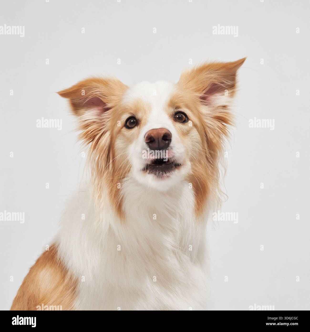 Il bordercollie si alza verso l'alto con un'espressione di avviso. La sua pelliccia lunga è ben curata. Foto Stock