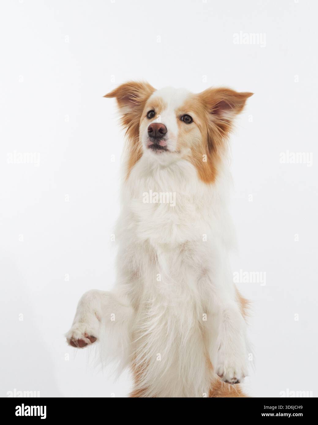 Bordercollie si appoggia con uno sguardo morbido e una leggera inclinazione della testa. Lo sfondo bianco e pulito mette in risalto l'atmosfera tranquilla. Foto Stock