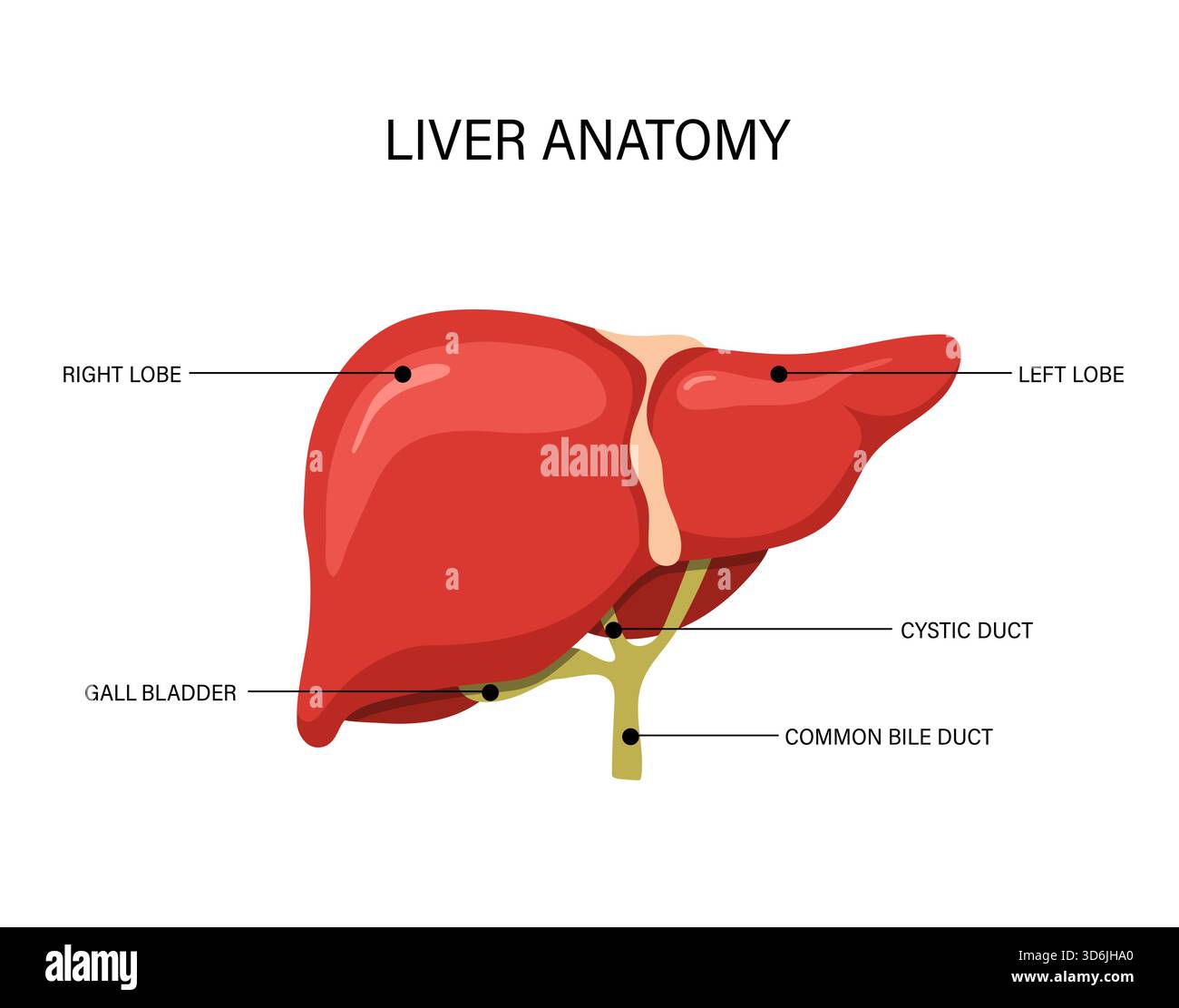Anatomia epatica. Trattamento delle malattie umane. Illustrazione medica per cancro o cirrosi. Progettazione vettoriale Illustrazione Vettoriale