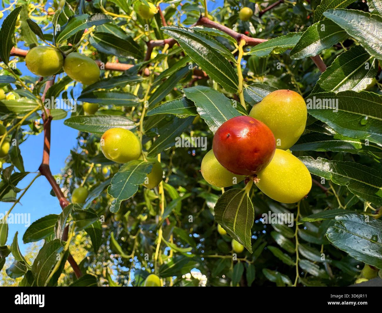 Datteri frutta ziziphus jujuba, giuggiola, data rossa, data cinese Foto Stock