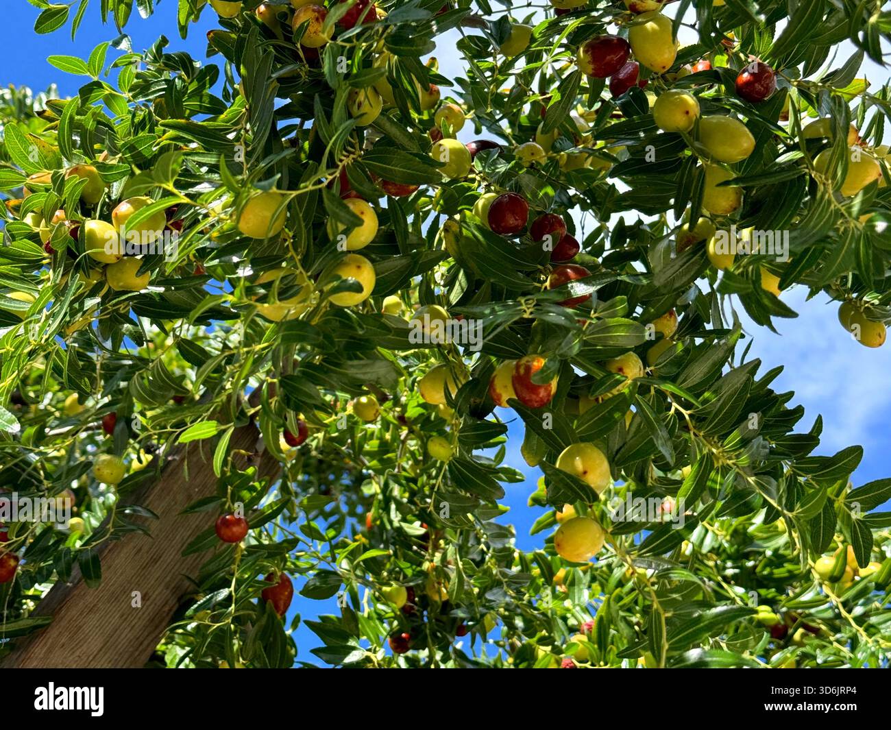 Albero con frutti ziziphus jujuba, jujube, data rossa, data cinese Foto Stock