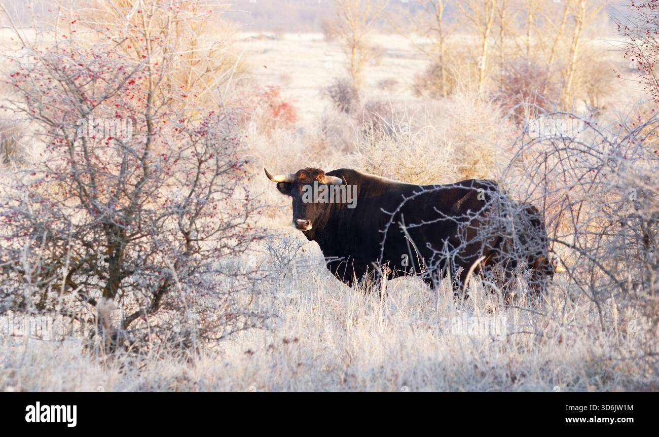 Un toro di TaurOs, una linea di aurochs che riproduce la schiena, Bos primigenius è allerta tra erba ricoperta di gelo e arbusti spinosi nel grande erbivoro di Milovice Foto Stock