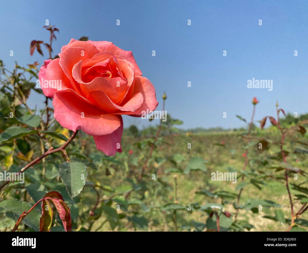 Rosa rosa - simbolo di grazia, eleganza e affetto delicato Foto Stock