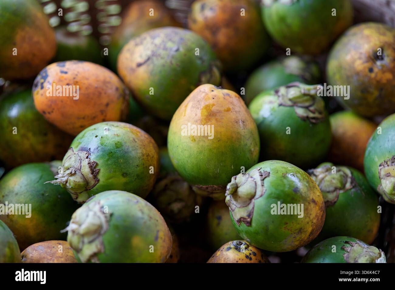 Noce di betel maturo nel cesto di bambù intrecciato Foto Stock