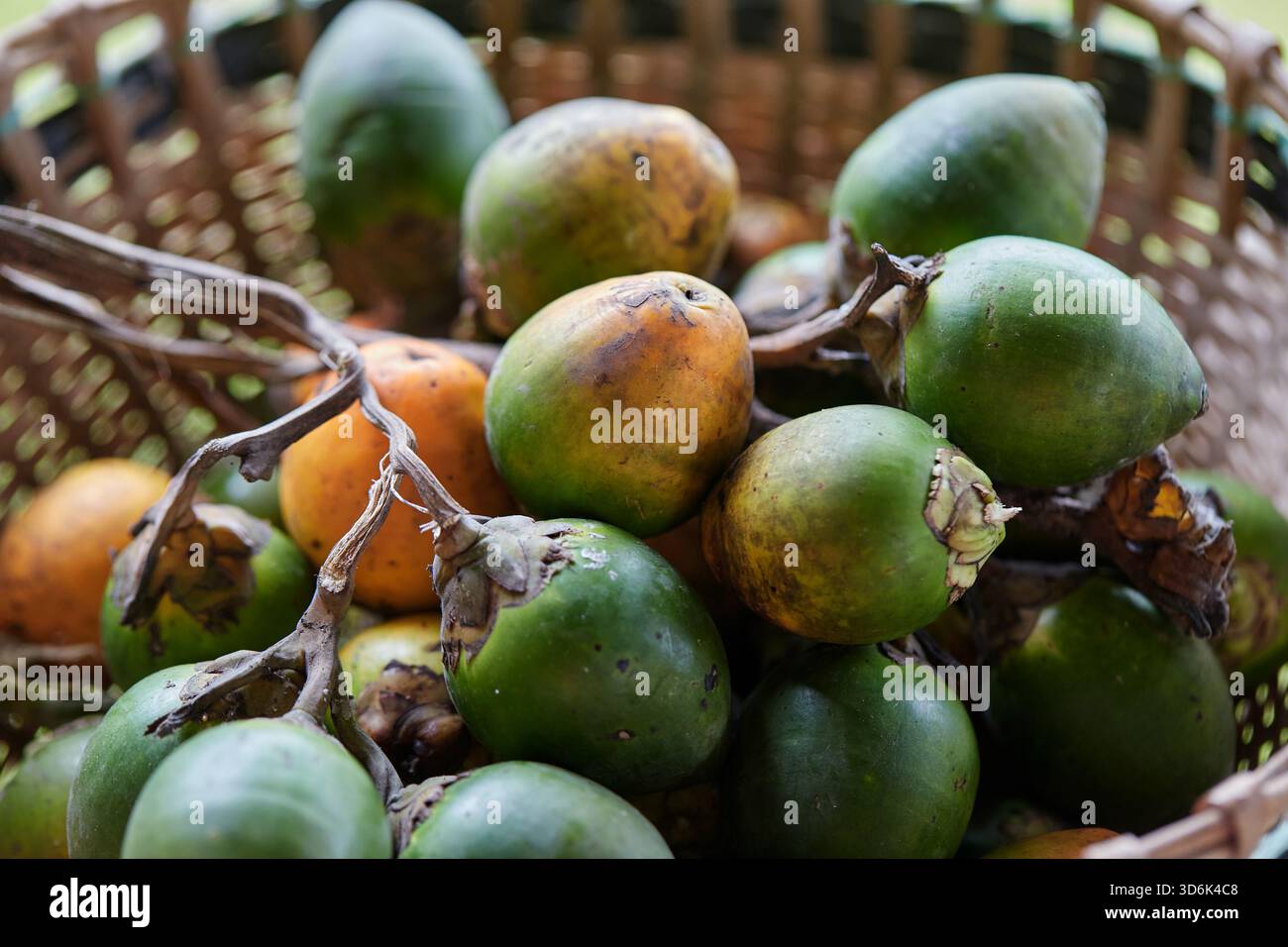 Noce di betel maturo nel cesto di bambù intrecciato Foto Stock