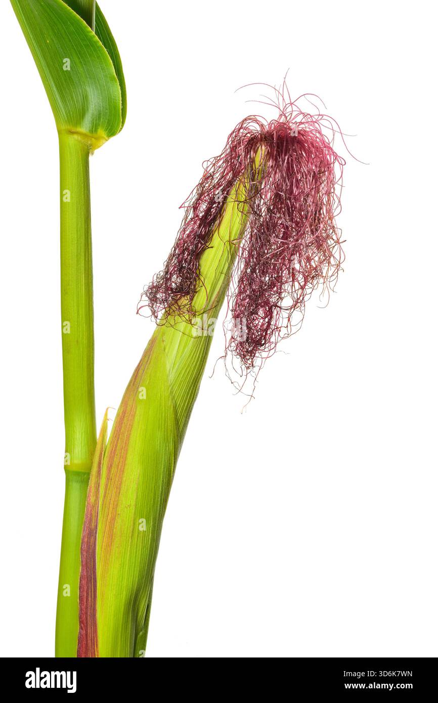 Le sete magenta brillanti della pannocchia di mais dolce verde ravvicinato crescono lo sfondo bianco della piantagione Foto Stock