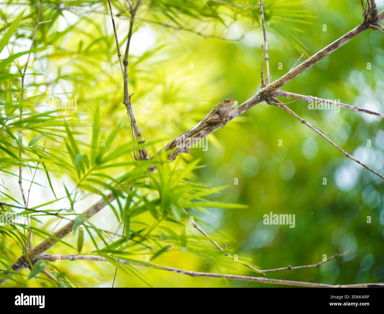 La lucertola Oriental Garden, ben mimetizzata, poggia su un ramo di bambù Foto Stock