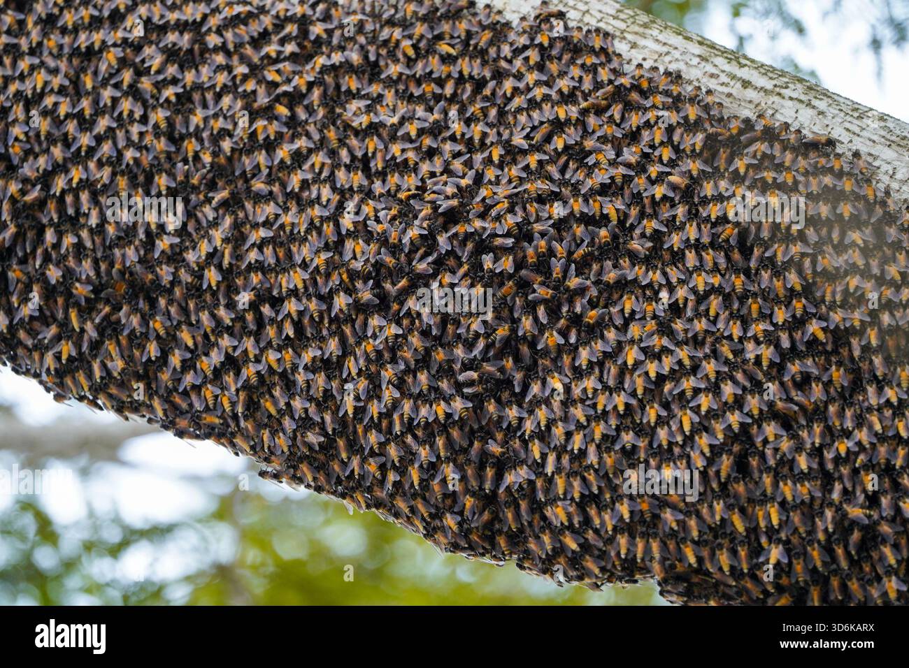 Enorme sciame di api mellifere selvatiche che ricopre la parte inferiore di un ramo d'albero. Foto Stock