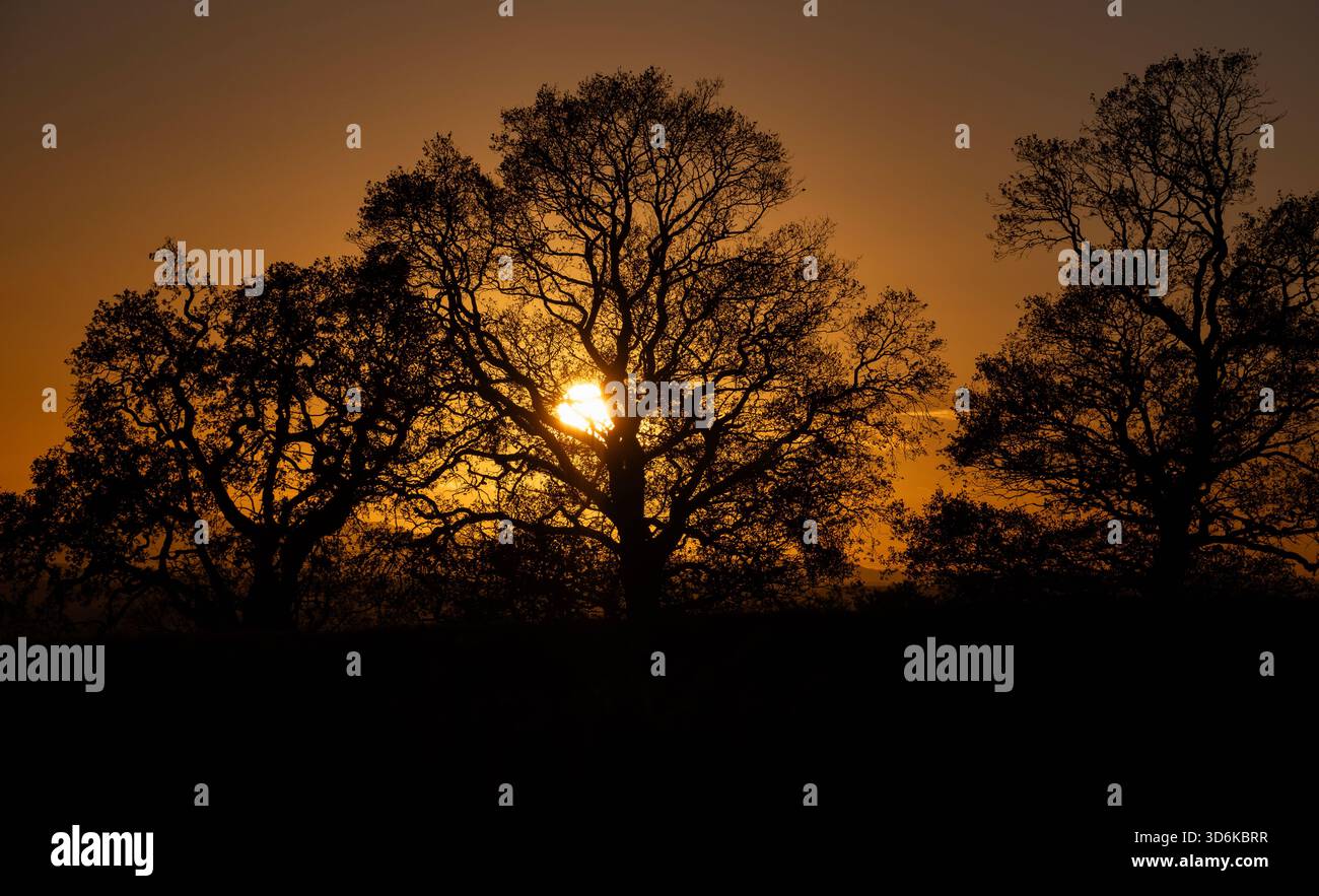 Il sole invernale che tramonta in un cielo arancione dietro alberi senza foglie nel Worcestershire, Inghilterra. Foto Stock