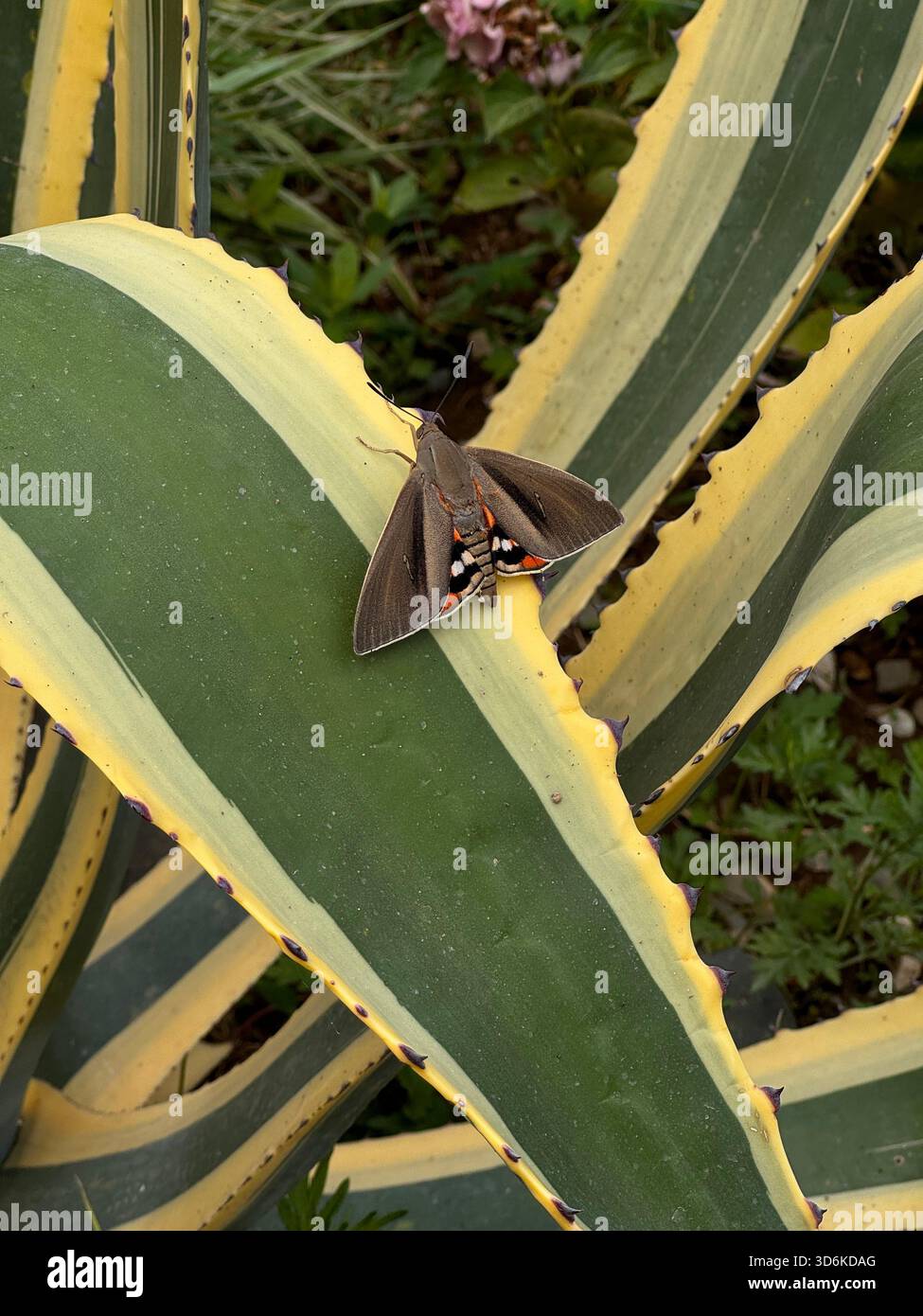 Primo piano di una grande falena marrone con marcature arancioni e bianche sulle ali, arroccate delicatamente sulla folta foglia variegata di un'agave - Immagine stock catturata con smartphone