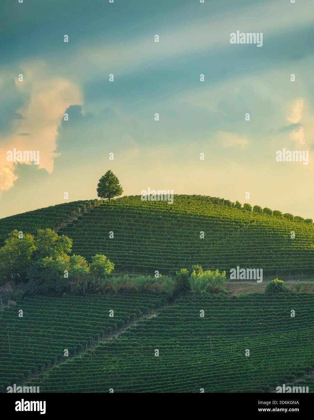 Vista verticale dei ripidi vigneti terrazzati delle Langhe vicino a Barbaresco, Piemonte, Italia. Un albero solitario si trova in cima alla cresta Foto Stock