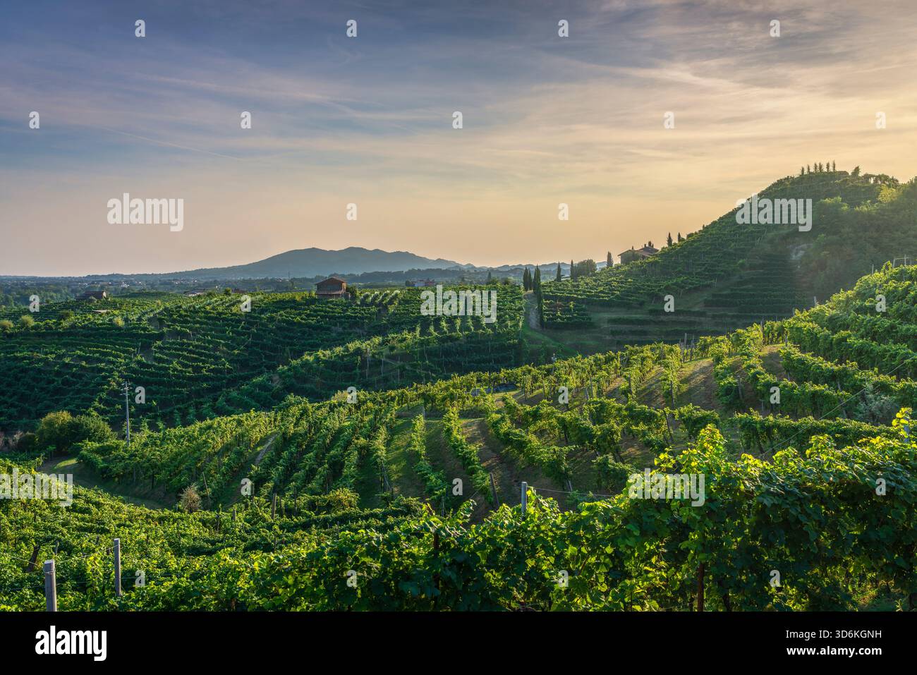Vista panoramica dei ripidi vigneti terrazzati sulle colline del Prosecco vicino a Valdobbiadene, Veneto, Italia Foto Stock