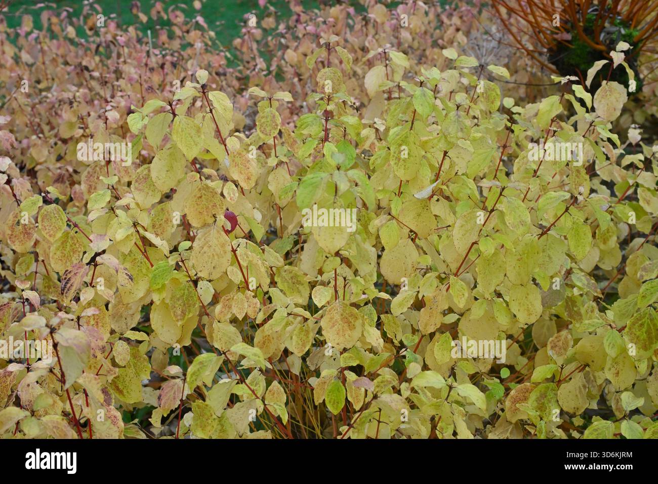Soffice vegetazione autunnale di pesca dorata e steli di pelo, Cornus sanguinea, camino invernale, giardino britannico novembre Foto Stock