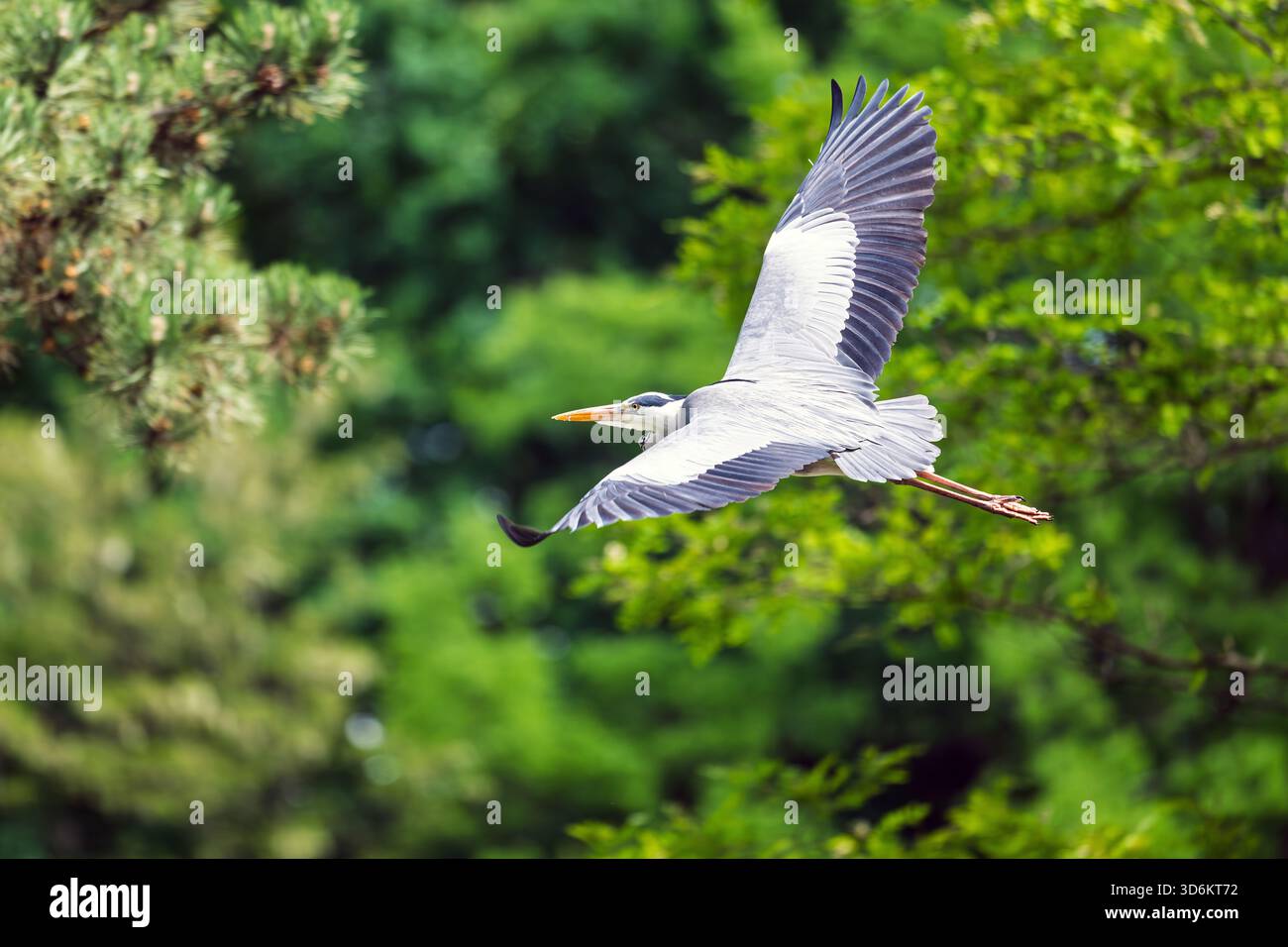 Aironde maestosa in volo su un habitat fluviale Foto Stock
