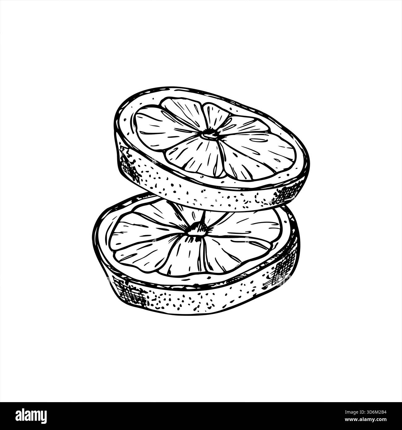 Immagine isolata Vector a due fette di agrumi tagliate dipinta con inchiostri neri. Disegno dell'incisione a fette di limone, arancia o lime. Frutto maturo in caduta Illustrazione Vettoriale