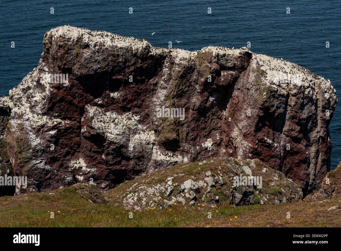 Colonia di uccelli marini sulla costa Foto Stock
