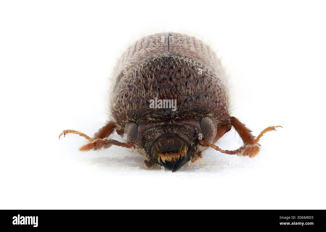 Prostephanus truncatus è comunemente indicato come trivellazione a grani più grandi. Foto Stock