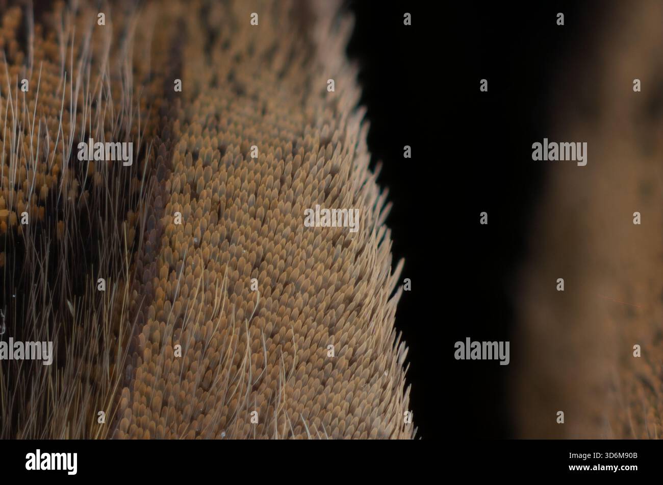 Primo piano macro estremo di scale alari a farfalla e peli sottili su sfondo nero Foto Stock