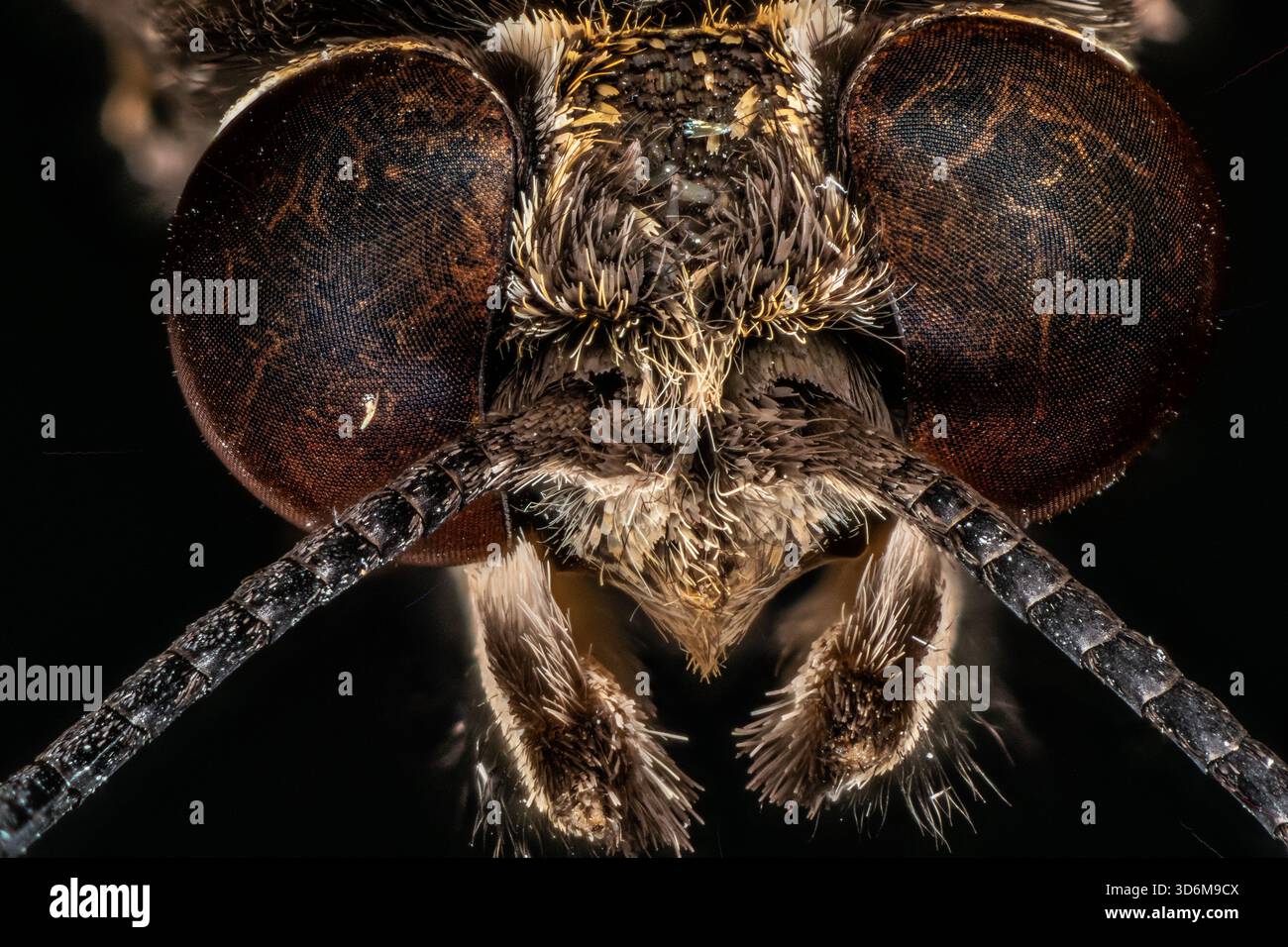 Primo piano macro estremo di una testa di falena che mostra occhi composti dettagliati, antenne e bocche pelose Foto Stock