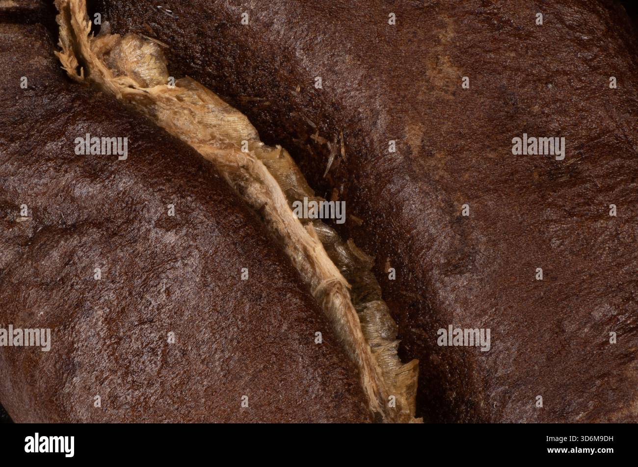 Primo piano di un chicco di caffè tostato che mostra una consistenza dettagliata e una cucitura incrinata Foto Stock