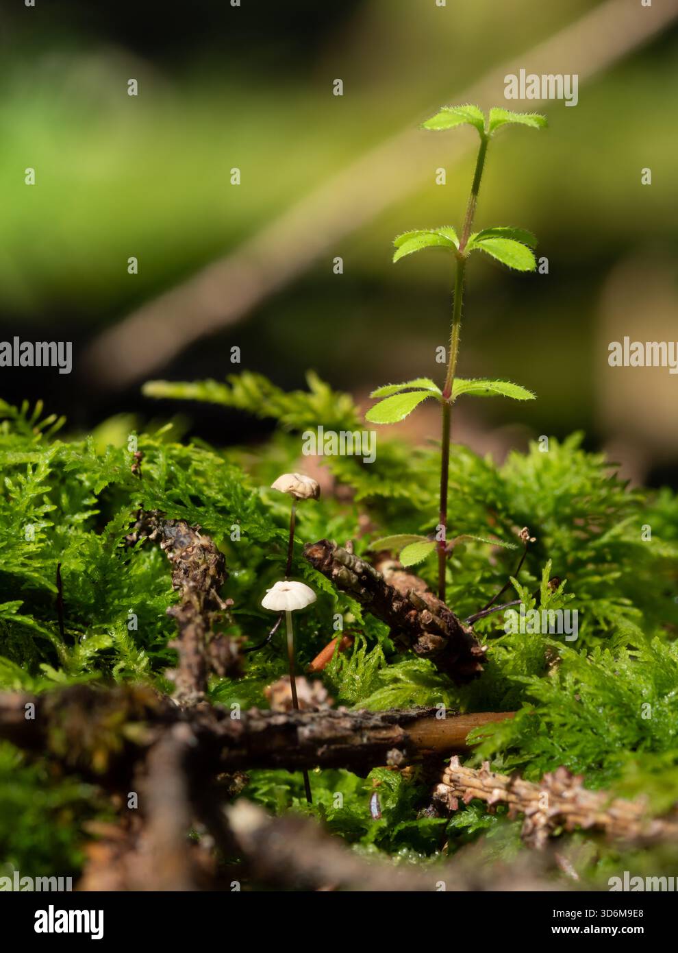 Piccoli sgabelli bianchi e una delicata piantina che si innalza dal muschio verde vibrante su un terreno boscoso - dettagli della natura ravvicinati Foto Stock