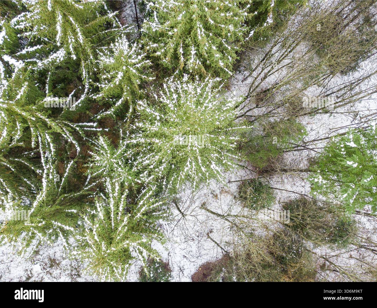 Vista aerea della foresta sempreverde ricoperta di neve Foto Stock