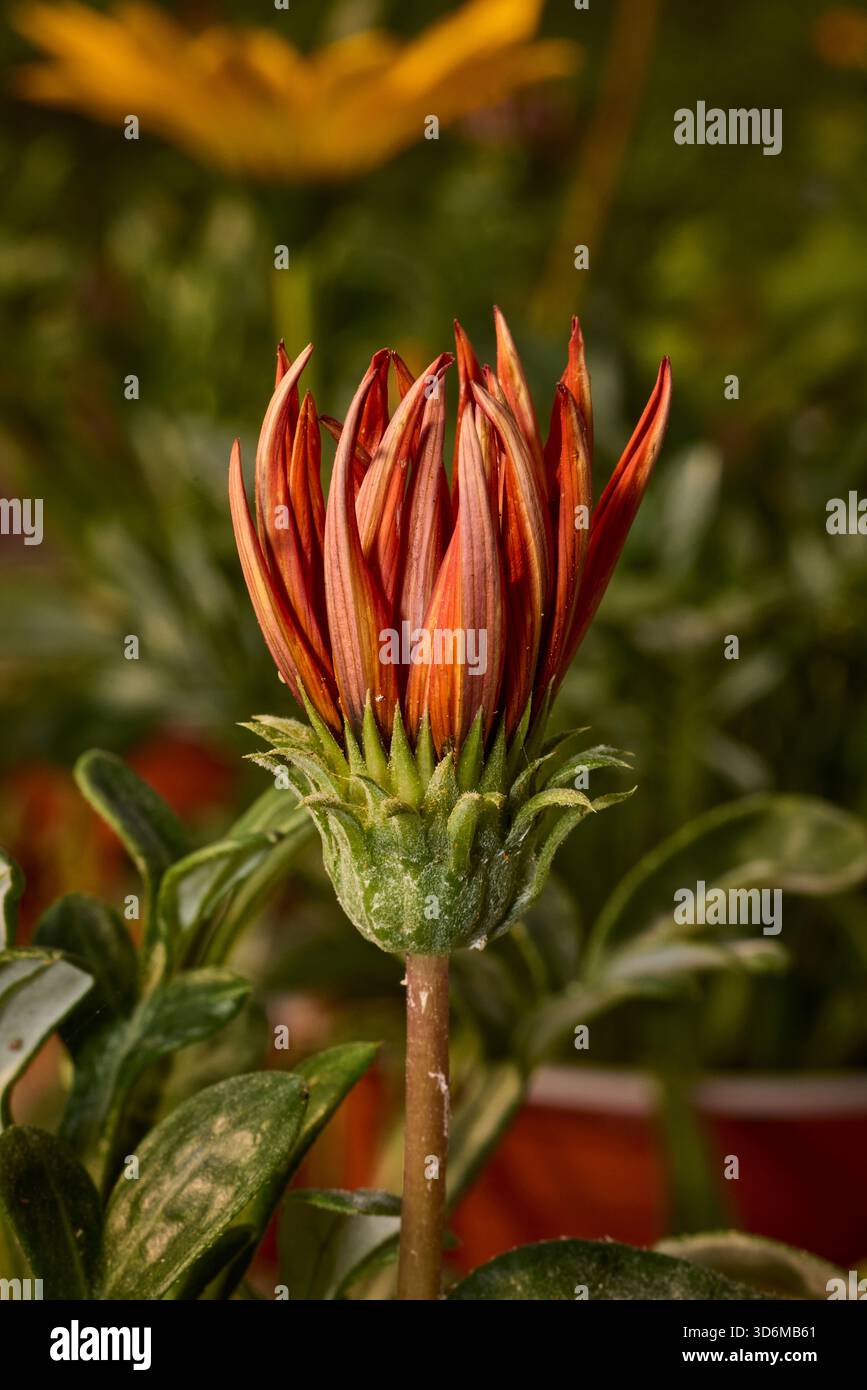 Bocciolo di fiori di Gazania che mostra vibranti colori arancio e rosso prima di sbocciare Foto Stock