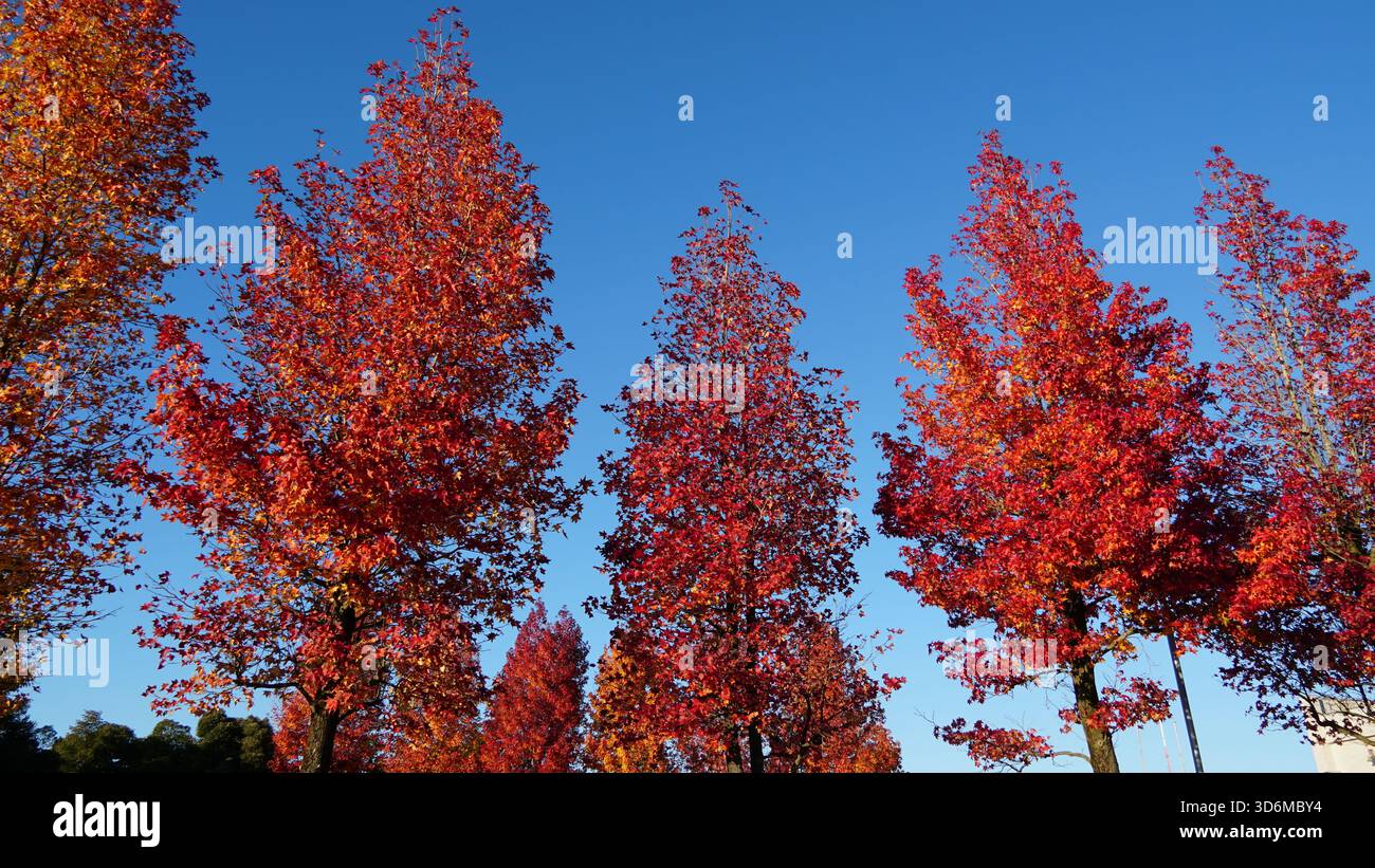 Foglie d'acero giapponese in autunno – la bellezza infuocata della stagione autunnale del Giappone Foto Stock