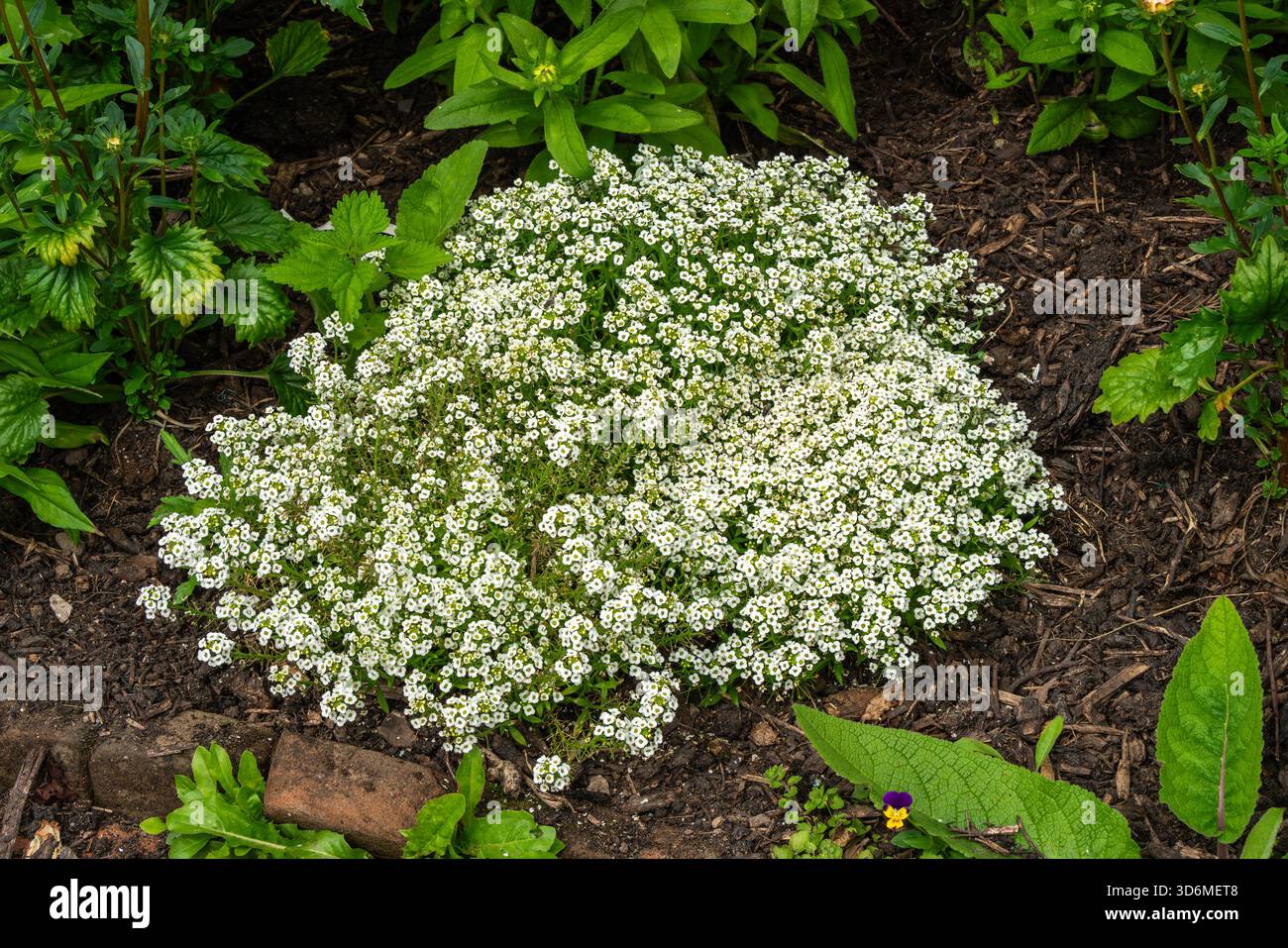 Alyssum 'Giga White' (Lobularia maritima) una pianta estiva in fiore con un fiore estivo bianco comunemente noto come Alyssum maritimum, Sweet Alison An Foto Stock