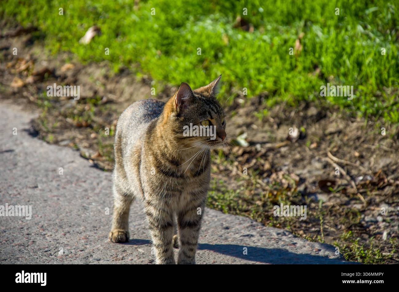 Avvisa Tabby Cat in piedi sulla pavimentazione accanto all'erba verde in una giornata di sole Foto Stock