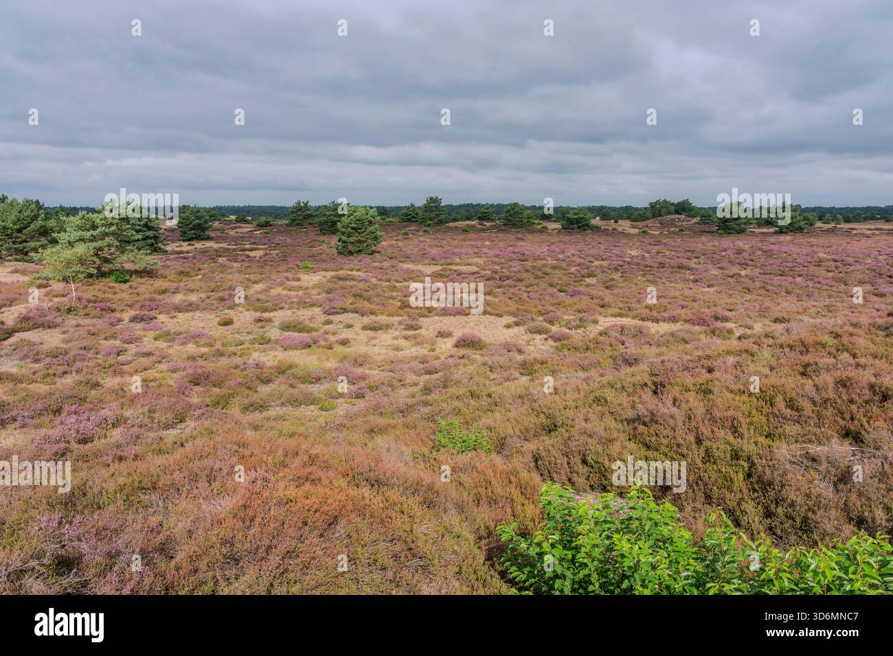Al mattino presto un campo di erica viola a Kootwijkerzand nei Paesi Bassi. Foto Stock