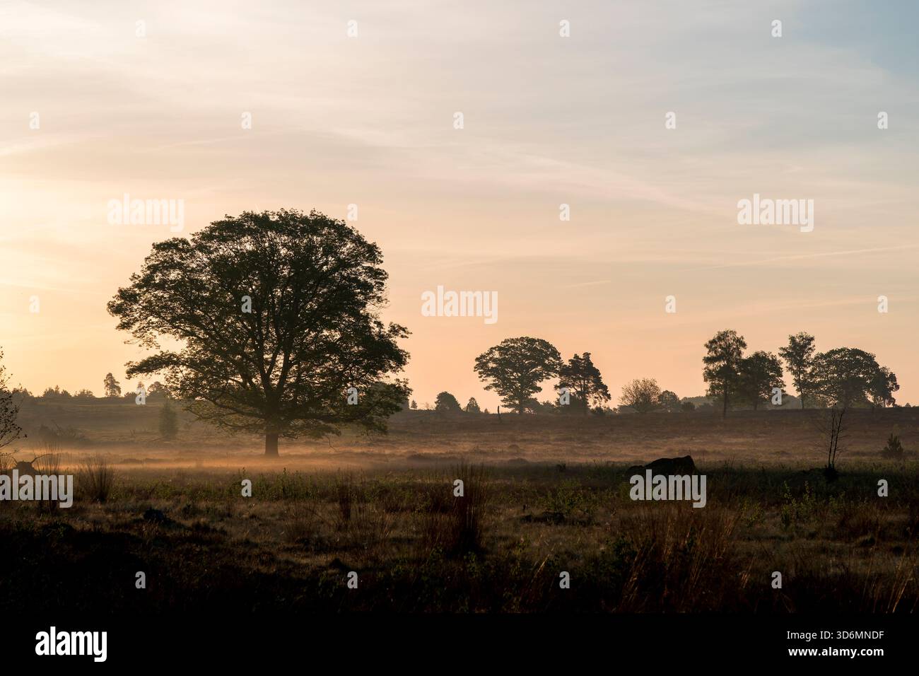 Un'alba tranquilla al mattino presto su un campo di erica durante la primavera sul Sallandse Heuvelrug nei Paesi Bassi. Foto Stock