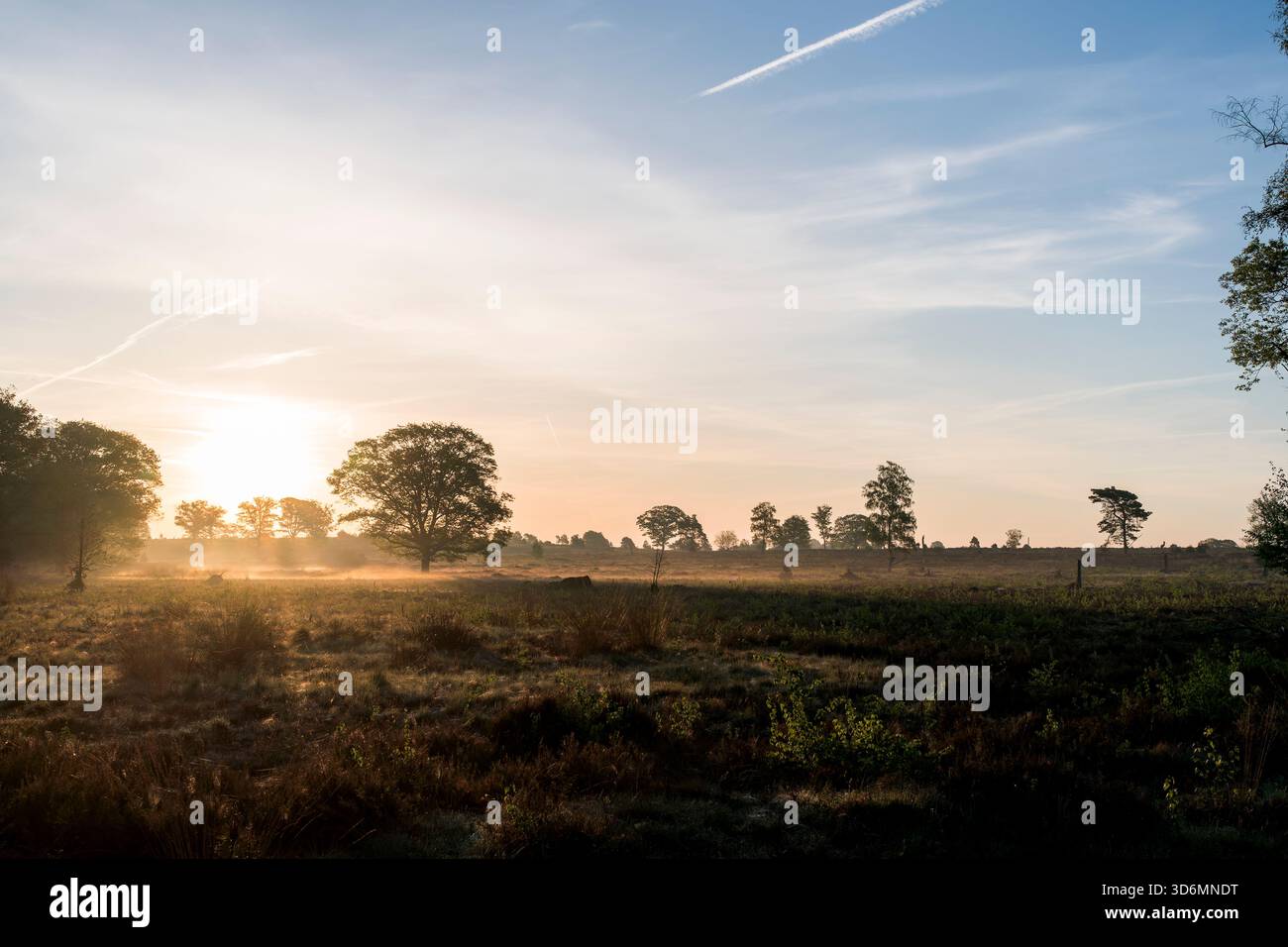 Un'alba tranquilla al mattino presto su un campo di erica durante la primavera sul Sallandse Heuvelrug nei Paesi Bassi. Foto Stock