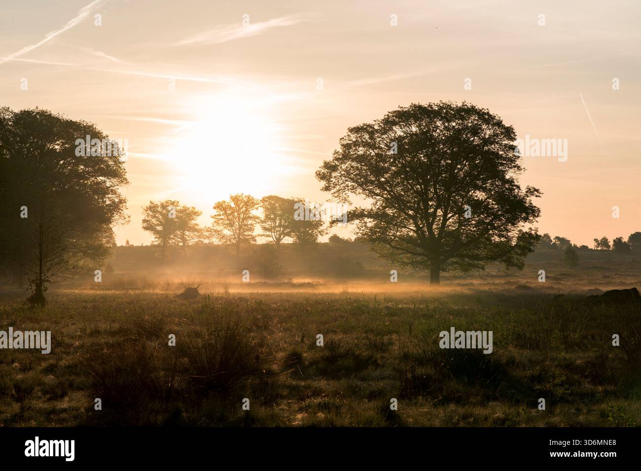 Il calore dell'alba la mattina presto su un campo di erica durante la primavera sul Sallandse Heuvelrug nei Paesi Bassi. Foto Stock