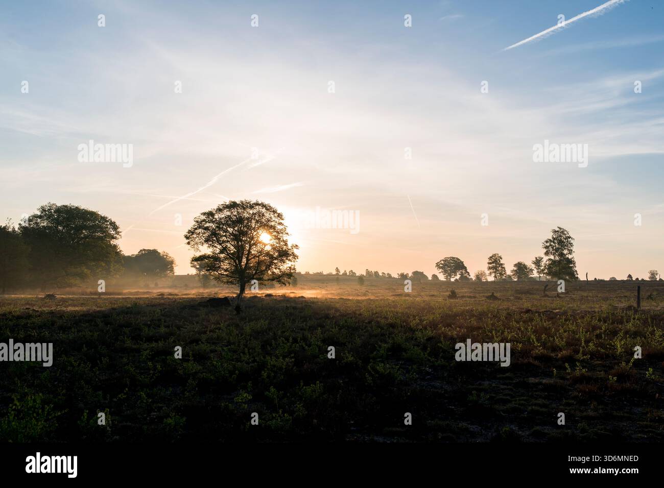 Un'alba tranquilla al mattino presto su un campo di erica durante la primavera sul Sallandse Heuvelrug nei Paesi Bassi. Foto Stock
