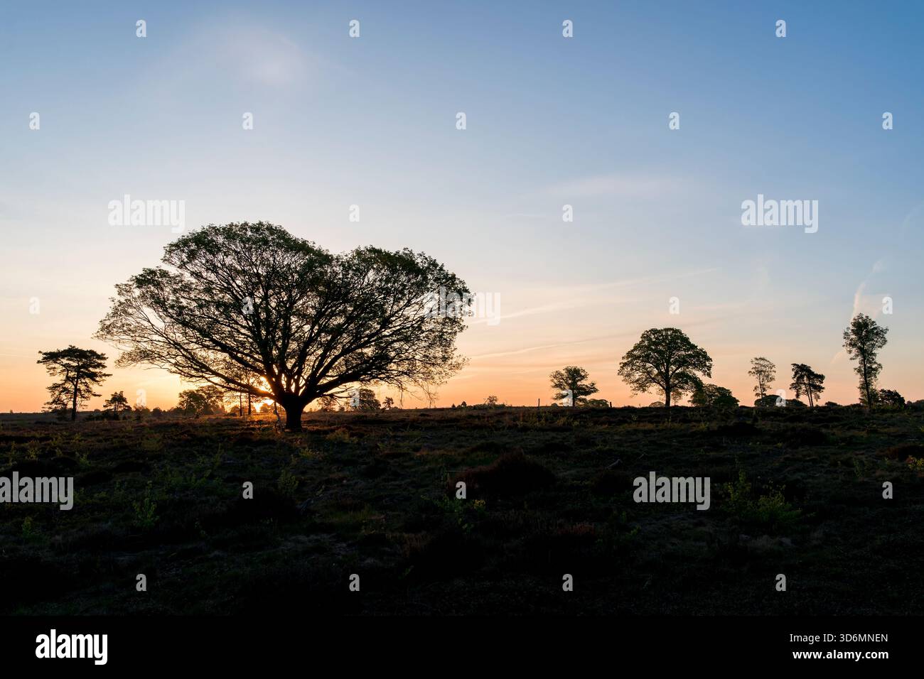 Un'alba di mattina presto su un campo di erica con un cielo azzurro. In primavera sul Sallandse Heuvelrug nei Paesi Bassi. Foto Stock