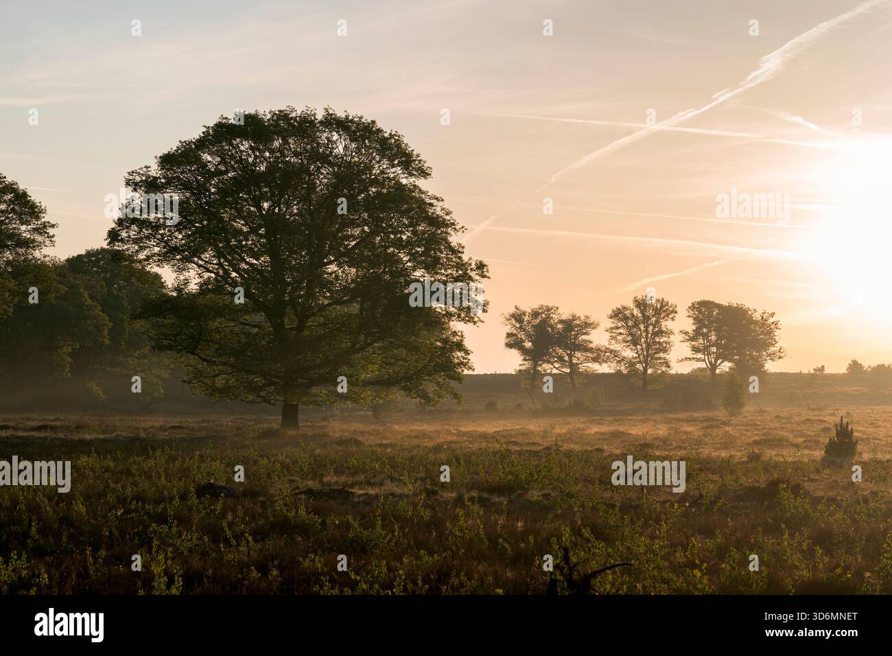 Un'alba meravigliosa la mattina presto su un campo di erica con alberi diversi nel mezzo della foto durante la primavera sul Sallandse Heu Foto Stock