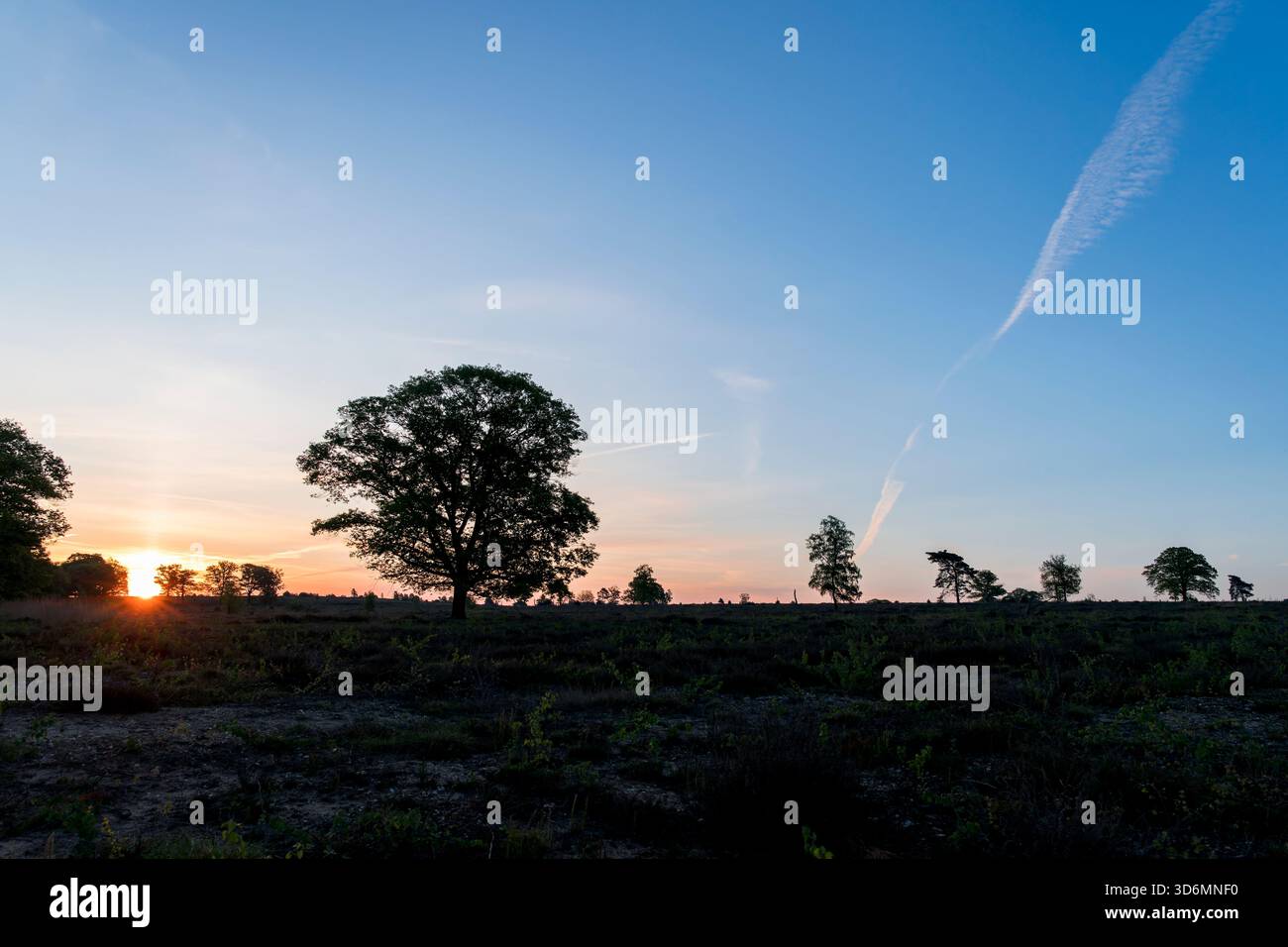 Un'alba di mattina presto su un campo di erica con un cielo limpido con alcune strisce di aeroplani. Primavera sul Sallandse Heuvelrug nei Paesi Bassi Foto Stock