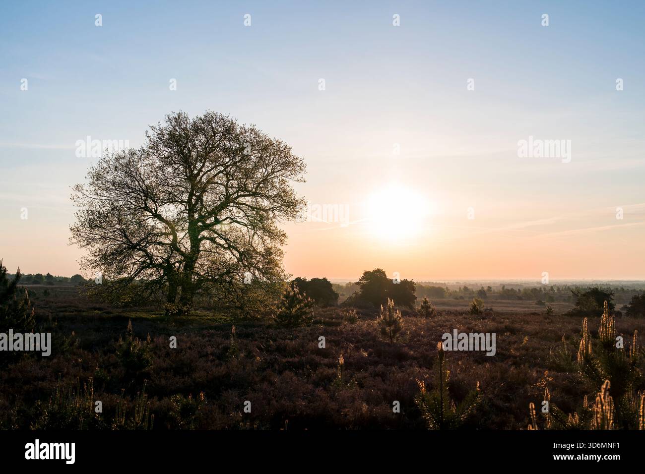 Durante la primavera, una tranquilla alba al mattino presto su un campo di erica con un solo albero sulla sinistra e il sole rende il cielo arancione a Sall Foto Stock