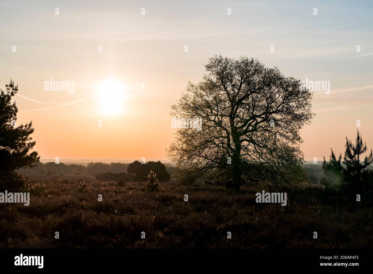 Durante la primavera, una tranquilla alba al mattino presto su un campo di erica con un solo albero sulla destra e il sole rende il cielo arancione a Sal Foto Stock