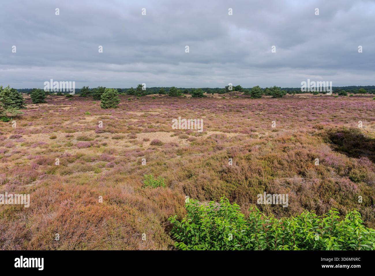 Al mattino presto un campo di erica viola a Kootwijkerzand nei Paesi Bassi. Foto Stock