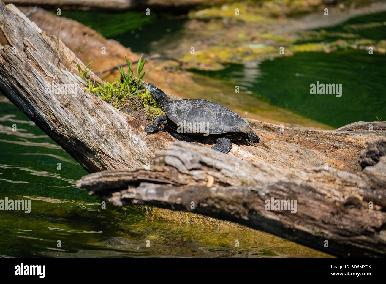 Tartarughe che prendono il sole a Log by the Water Foto Stock