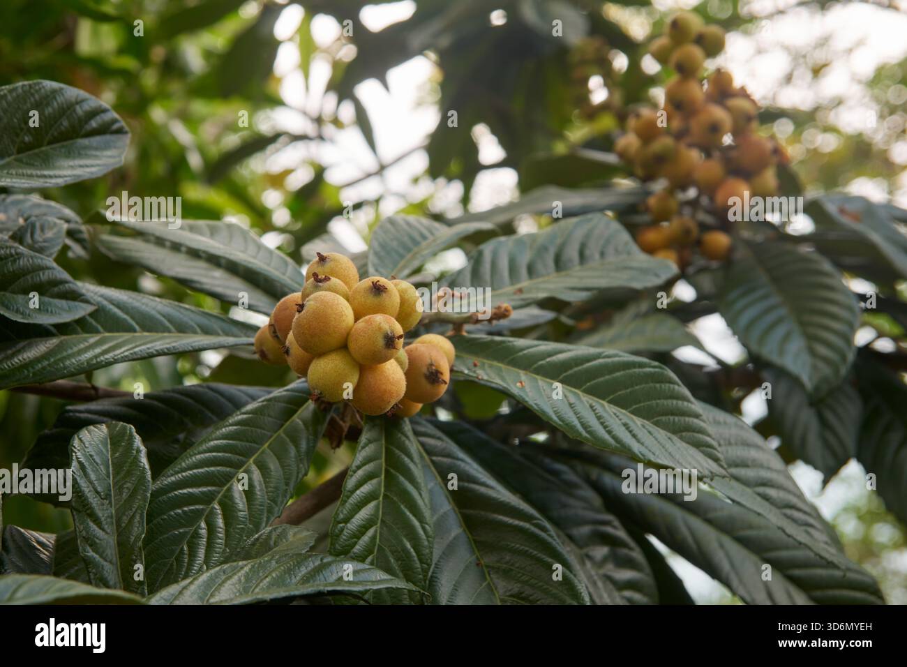 primo piano di frutti di loquat verdi sul ramo, grandi foglie costolate nel giardino illuminato dal sole, focalizzazione morbida, frutta fresca del frutteto e concetto agricolo Foto Stock