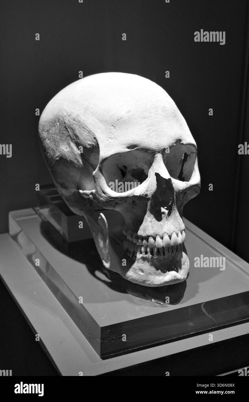 cranio umano in museo, bianco e nero Foto Stock